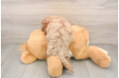 Hypoallergenic Cavadoodle Poodle Mix Puppy