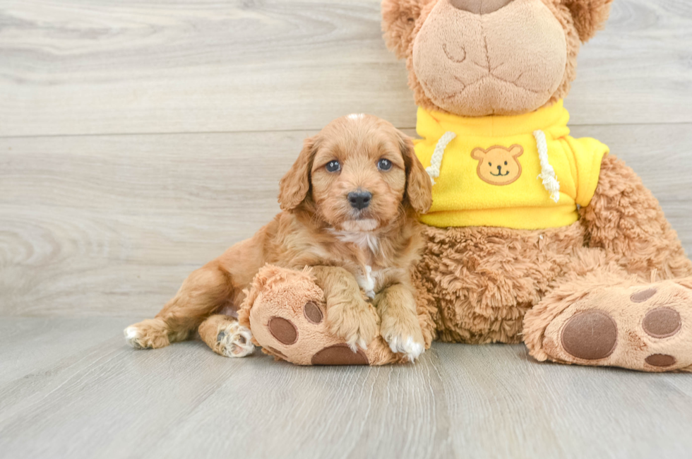 6 week old Cavapoo Puppy For Sale - Simply Southern Pups