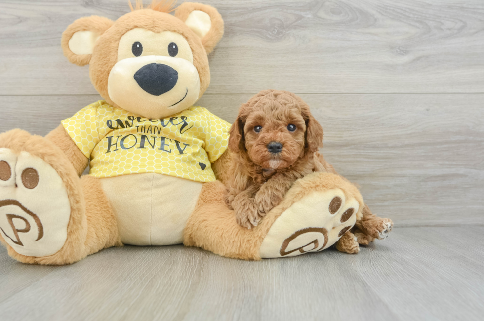 5 week old Cavapoo Puppy For Sale - Simply Southern Pups