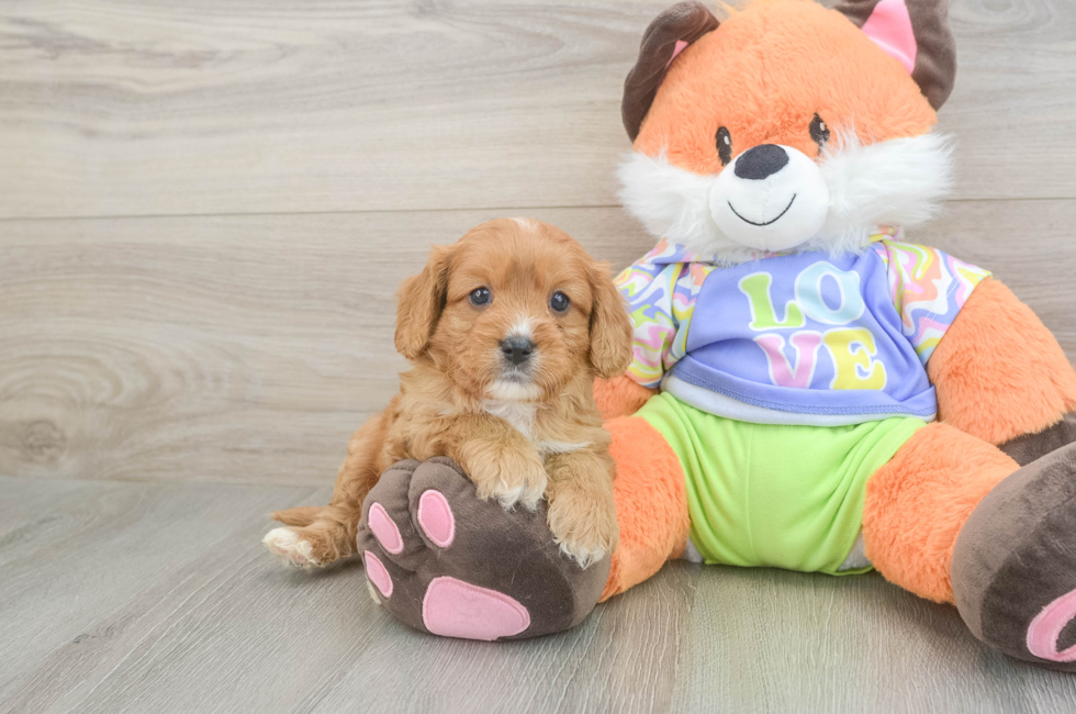 6 week old Cavapoo Puppy For Sale - Simply Southern Pups