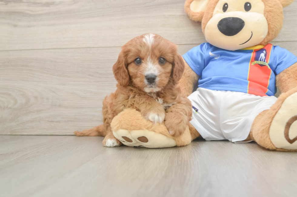6 week old Cavapoo Puppy For Sale - Simply Southern Pups