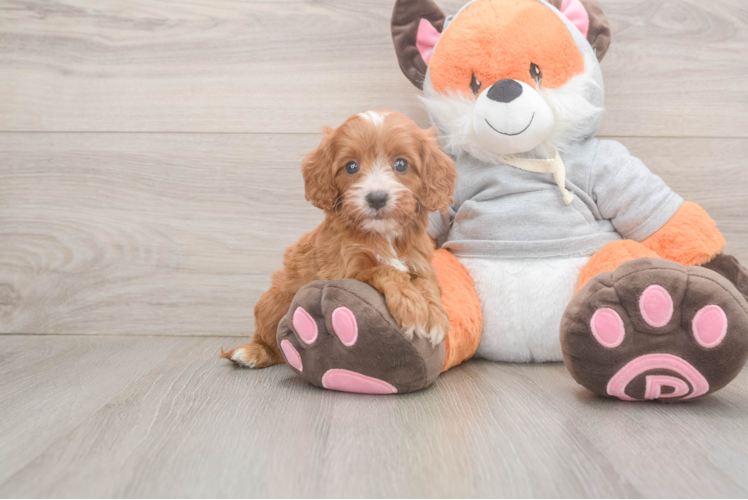 Cute Cavapoo Otis: 3lb 0oz Doodle Puppy