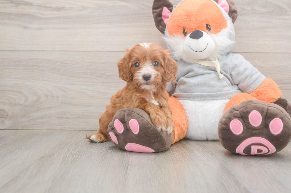 5 week old Cavapoo Puppy For Sale - Simply Southern Pups