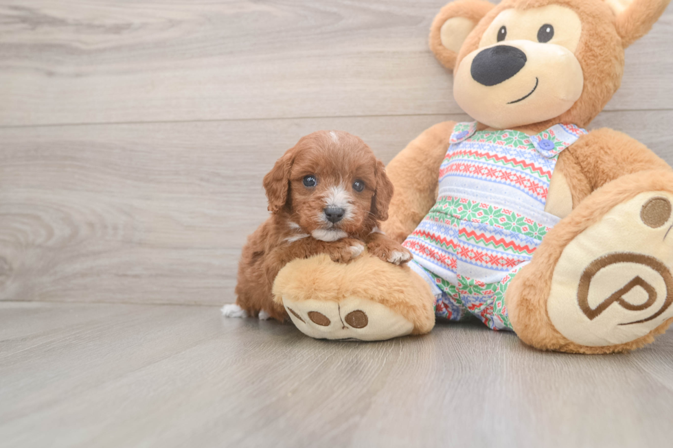 Cavapoo Puppy for Adoption