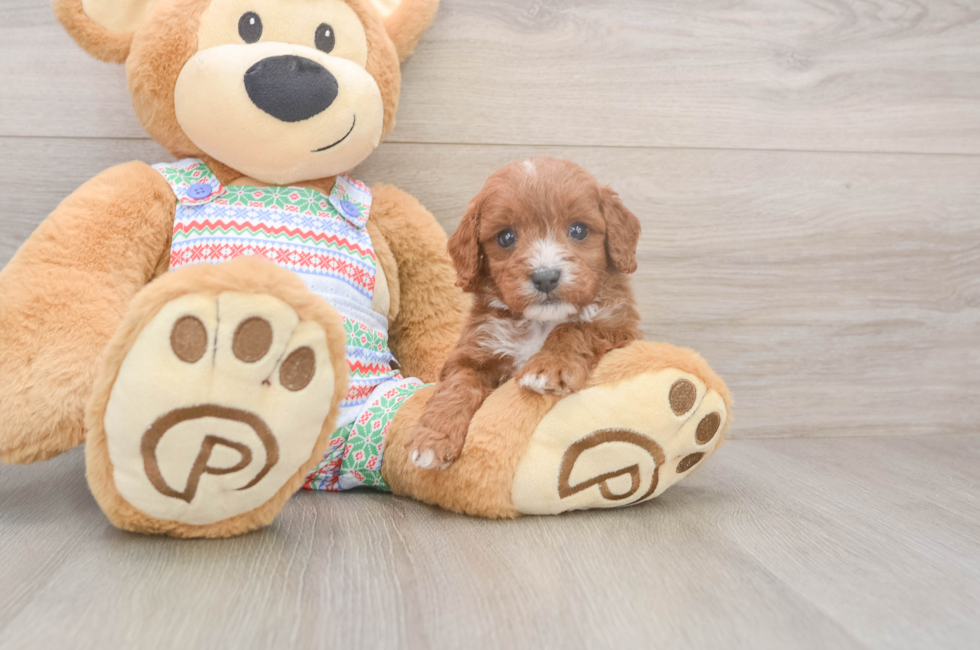 5 week old Cavapoo Puppy For Sale - Simply Southern Pups