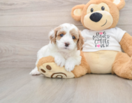8 week old Cavapoo Puppy For Sale - Simply Southern Pups