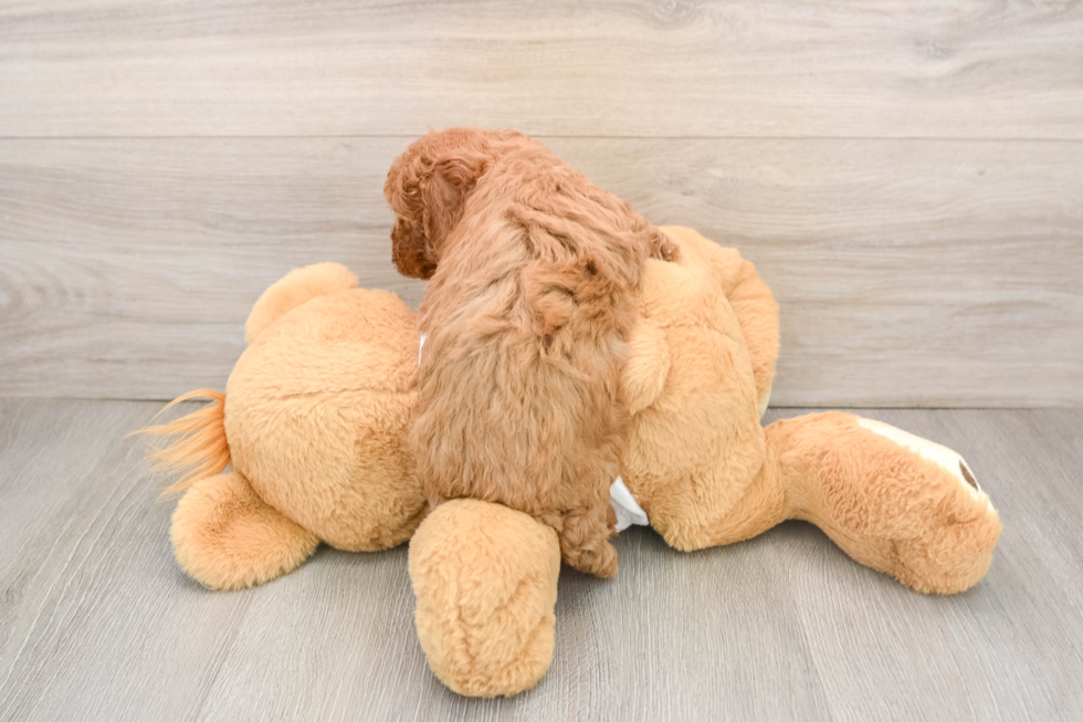Cavapoo Puppy for Adoption