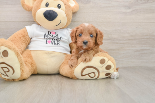 Cavapoo Puppy for Adoption