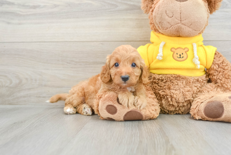 Sweet Cavapoo Baby