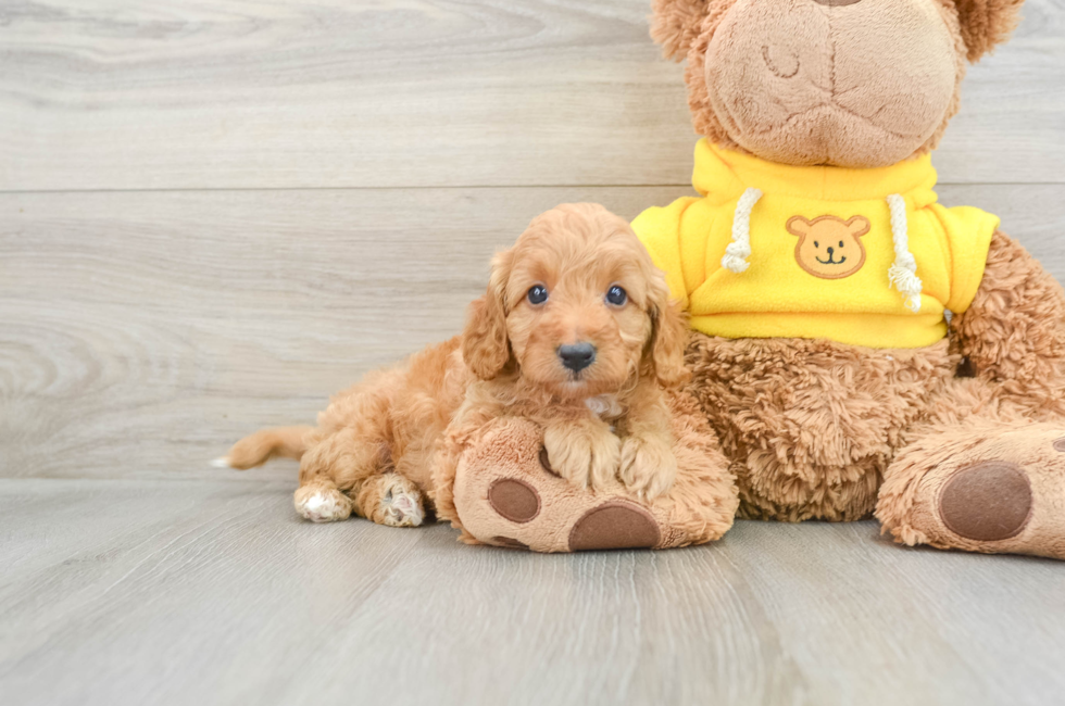 7 week old Cavapoo Puppy For Sale - Simply Southern Pups