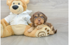 Cavapoo Pup Being Cute