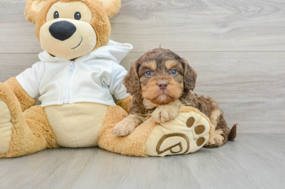 6 week old Cavapoo Puppy For Sale - Simply Southern Pups