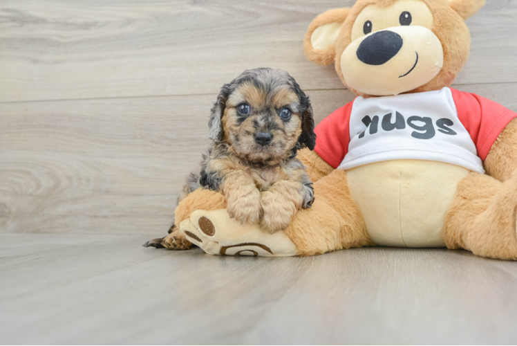 Best Cavapoo Baby