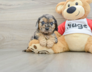 8 week old Cavapoo Puppy For Sale - Simply Southern Pups