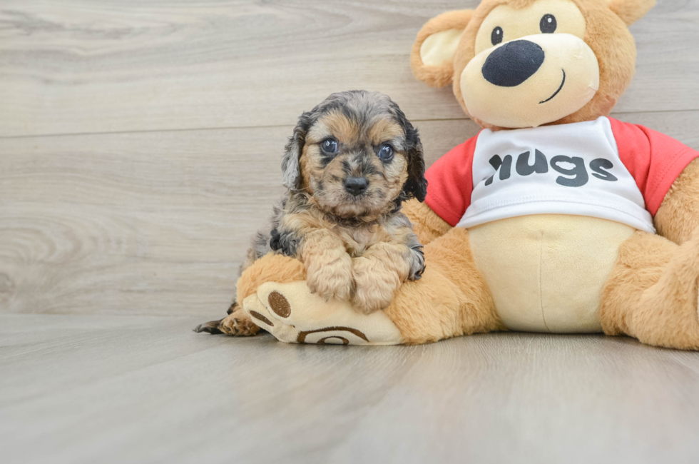 8 week old Cavapoo Puppy For Sale - Simply Southern Pups
