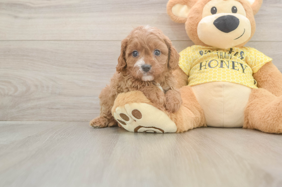 5 week old Cavapoo Puppy For Sale - Simply Southern Pups