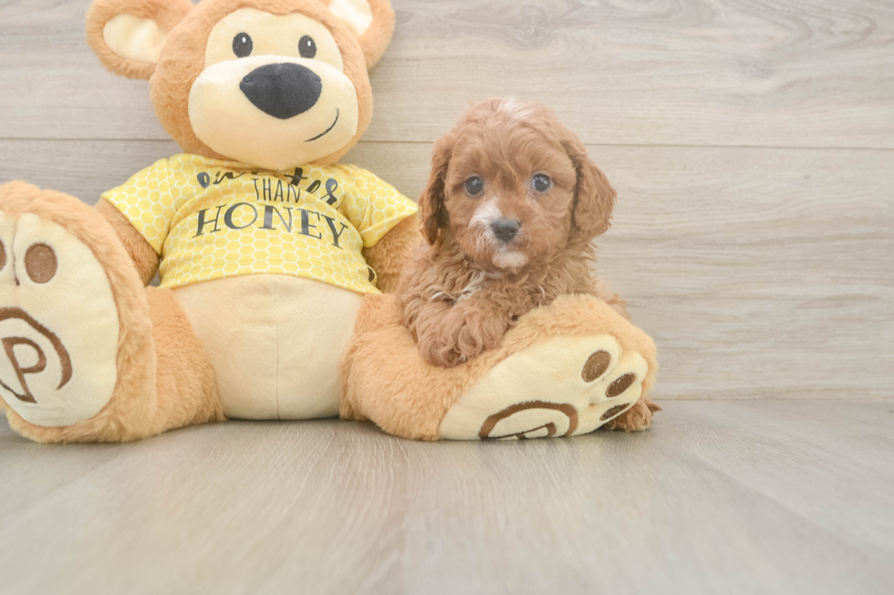 Cavapoo Puppy for Adoption