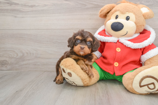 Cavapoo Puppy for Adoption