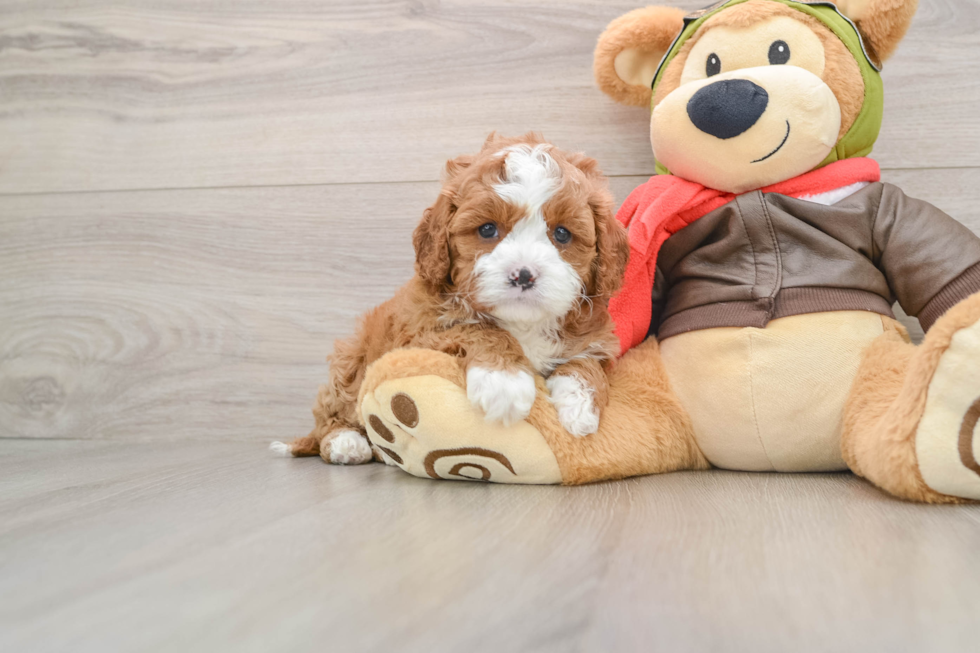 Best Cavapoo Baby