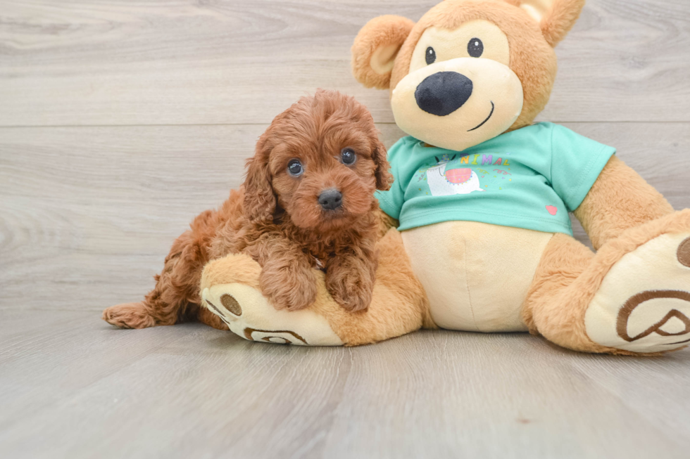 Smart Cavapoo Poodle Mix Pup