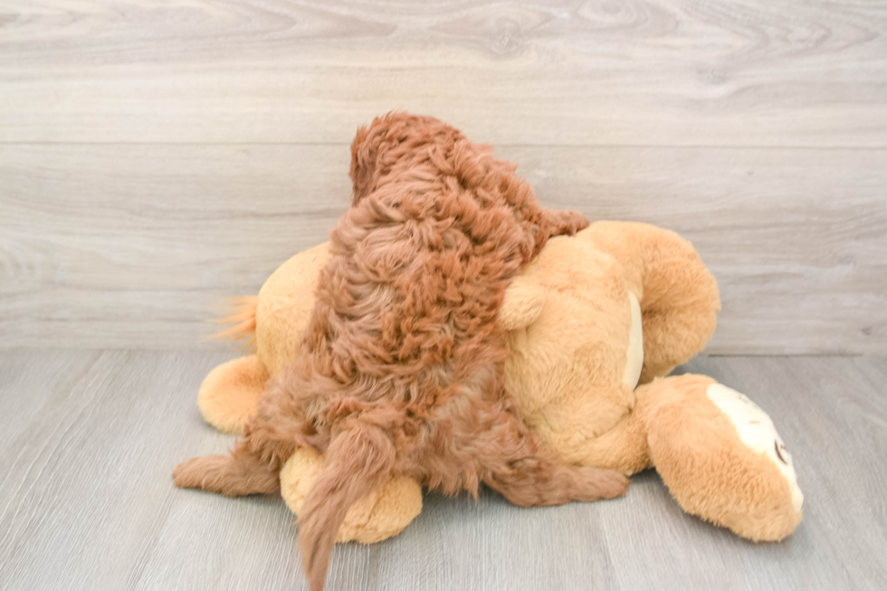 Petite Cavapoo Poodle Mix Pup