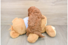 Best Cavapoo Baby