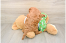 Cavapoo Pup Being Cute