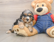 9 week old Cavapoo Puppy For Sale - Simply Southern Pups