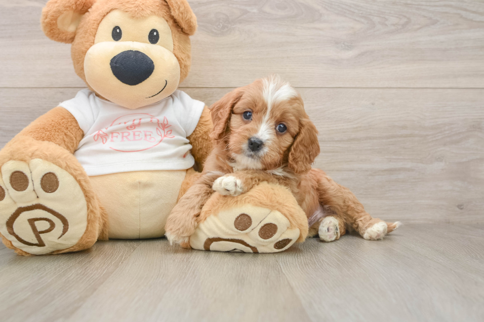 Cavapoo Pup Being Cute