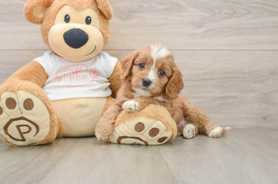 Cavapoo Pup Being Cute