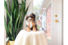 Cavapoo Pup Being Cute