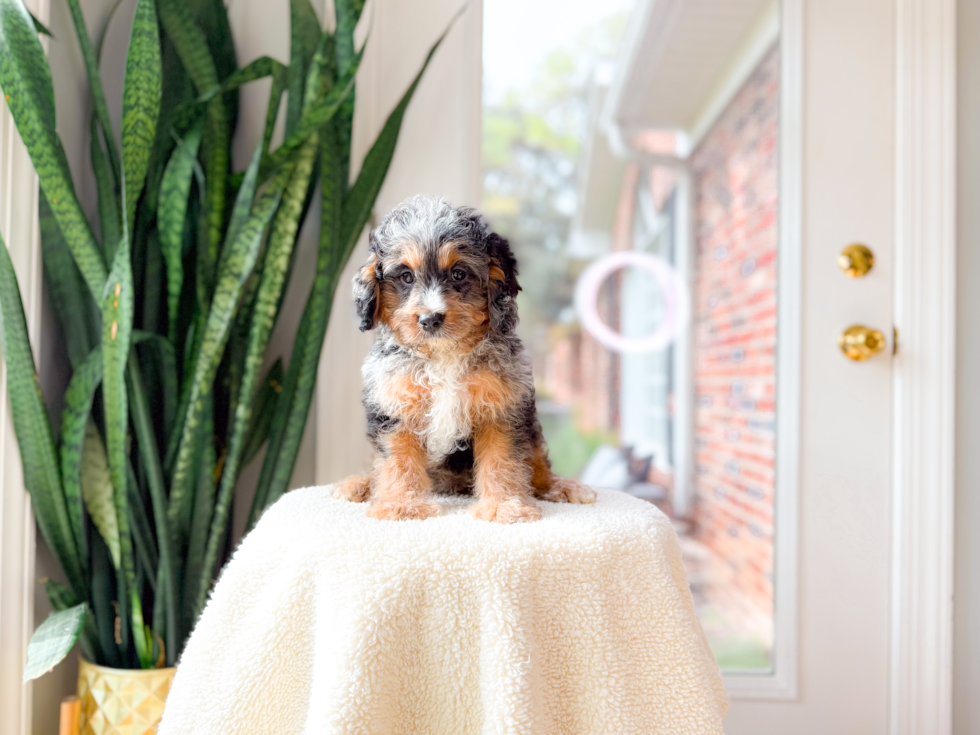 Cavapoo Pup Being Cute