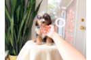Cute Cavapoo Poodle Mix Pup