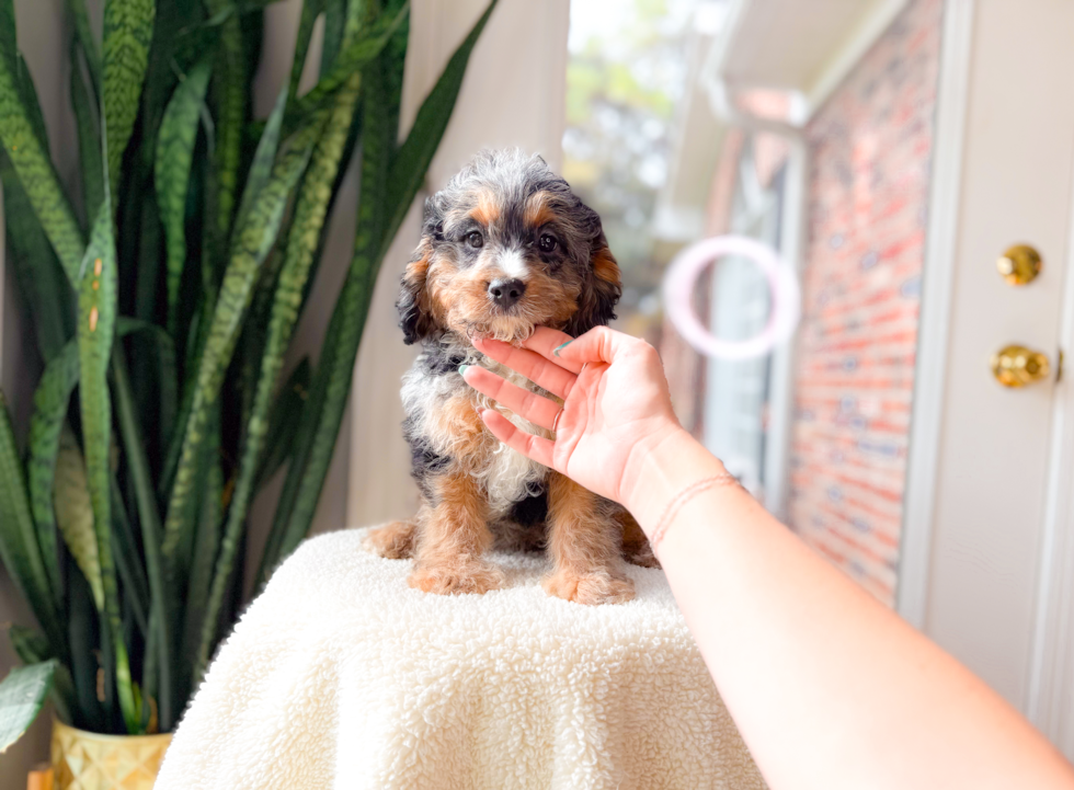 Cute Cavapoo Poodle Mix Pup