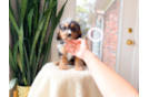 Cavapoo Pup Being Cute