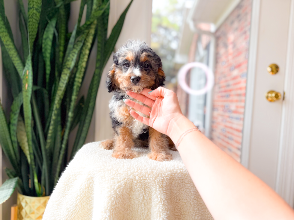 Cavapoo Pup Being Cute