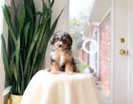 9 week old Cavapoo Puppy For Sale - Simply Southern Pups