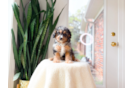 Cute Cavapoodle Poodle Mix Puppy