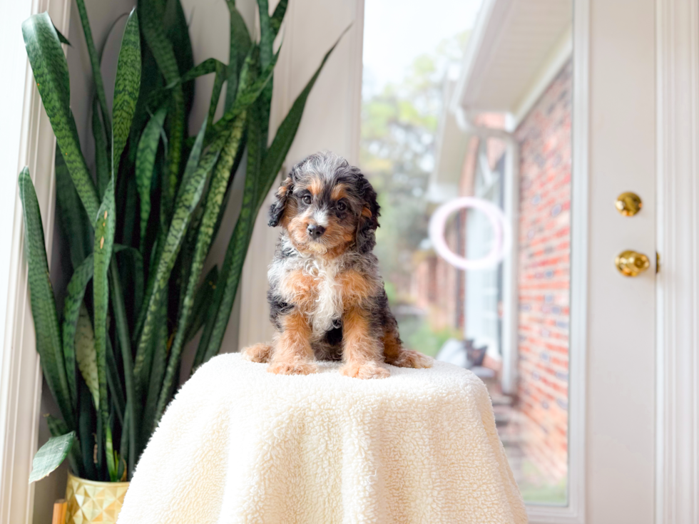 Cute Cavapoodle Poodle Mix Puppy