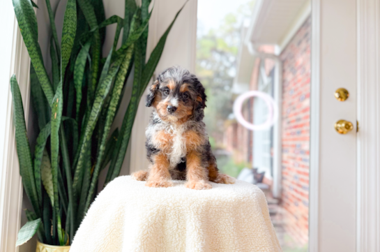 Cute Cavapoodle Poodle Mix Puppy
