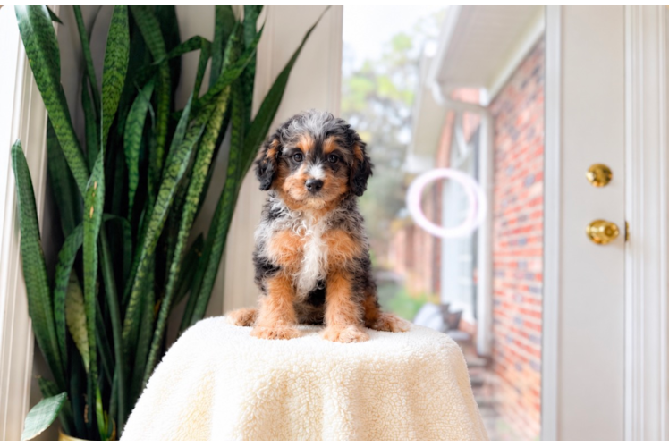 Cavapoo Pup Being Cute