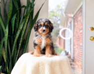 11 week old Cavapoo Puppy For Sale - Simply Southern Pups