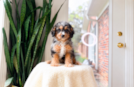 Cavapoo Pup Being Cute
