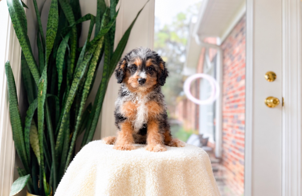 Cavapoo Pup Being Cute