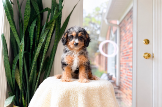 Cavapoo Pup Being Cute