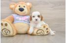 Small Cavapoo Baby