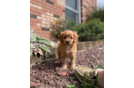 Best Cavapoo Baby