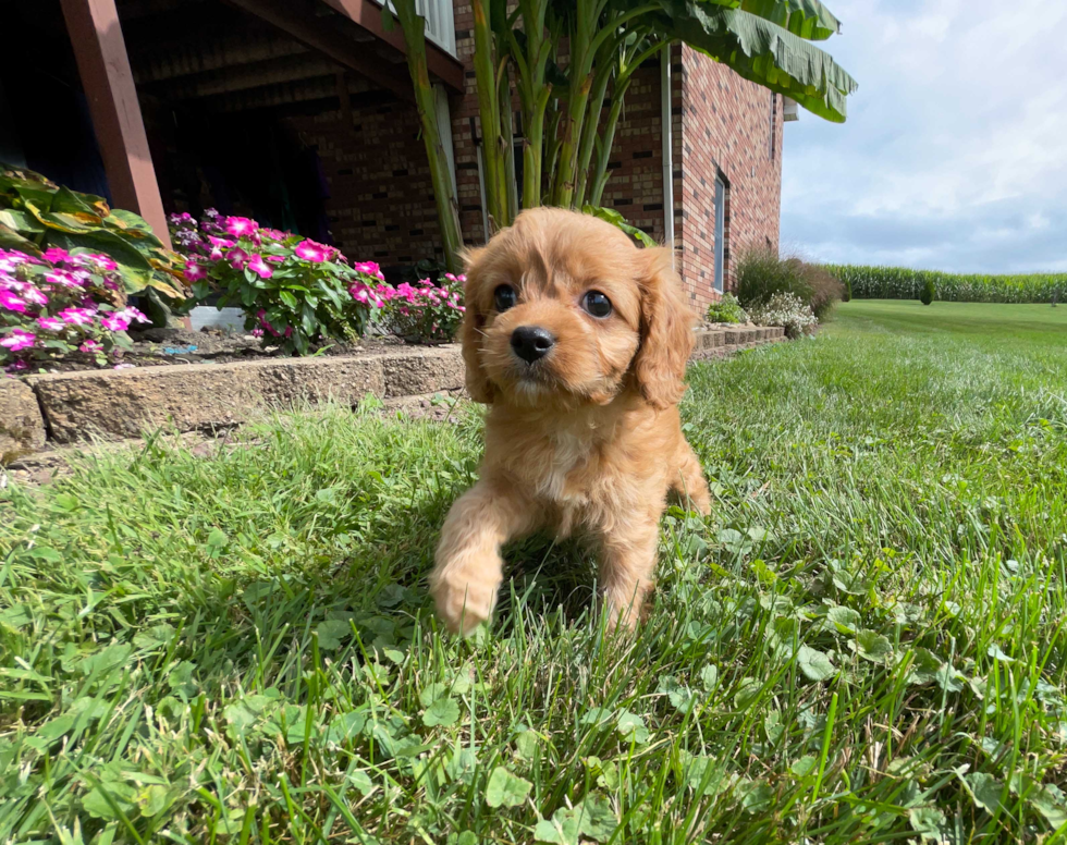 Cute Cavapoo Baby