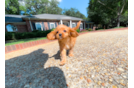 Cavapoo Pup Being Cute