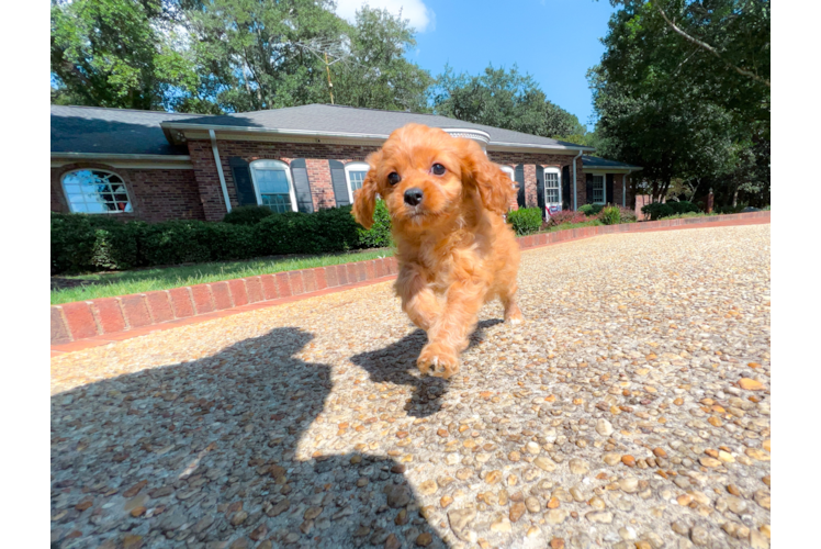 Cute Cavapoo Baby